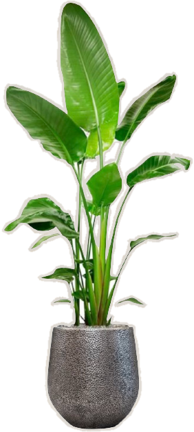 banana plant