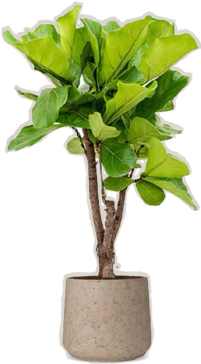 ficus plant