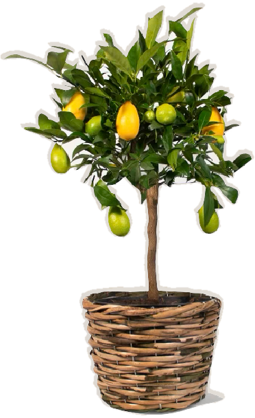 lemon tree