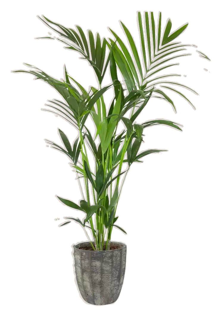 palm plant